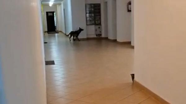 O femeie din Deva, la spital după ce a fost muşcată de un câine într-un bloc. Animalul nu e la primul atac