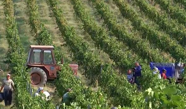 Recolta de struguri a crescut cu 40%, dar culegătorii sunt greu de găsit. Cu cât e plătit un muncitor din Asia