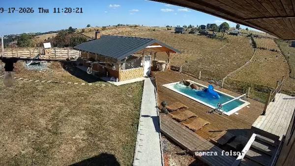 Văcuța Elsa, baie neplanificată într-o piscină din Cluj. Momentul, surprins de camerele cabanei