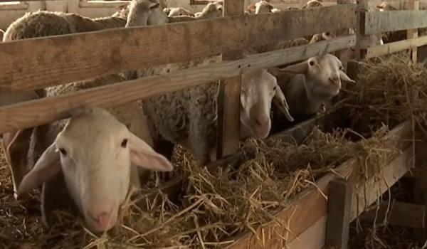 Undă verde pentru crescătorii de oi şi capre. România poate relua exporturile, 6 ţări sunt deja interesate
