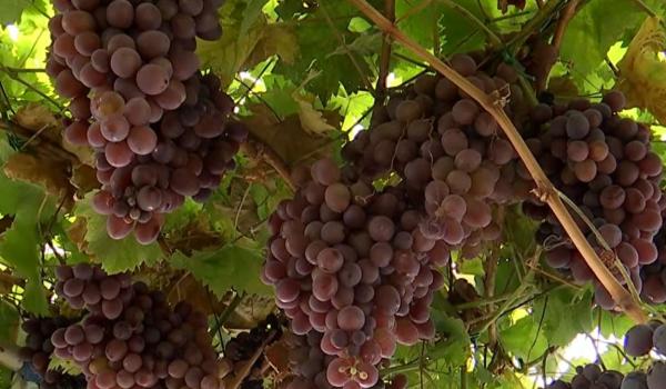 Căldura afectează alimentele pe care le punem pe masă. Producția scade, iar costurile fermierilor cresc