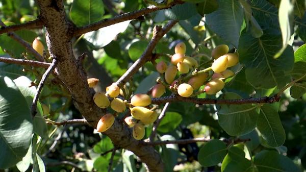 Planta exotică din Dăbuleni cu care fermierii vor să dea lovitura. E prima recoltă din istorie