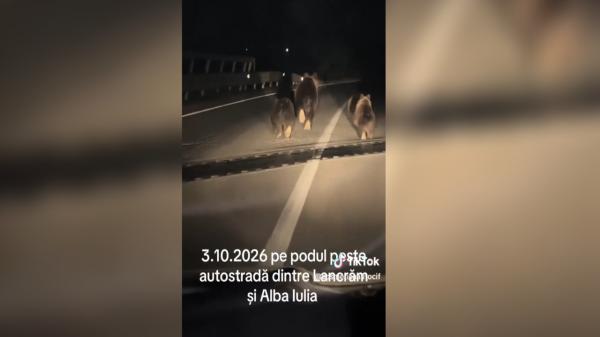 O ursoaică alături de pui, surprinşi pe podul de peste autostrada A10, lângă Sebeş. Fugeau din calea maşinilor