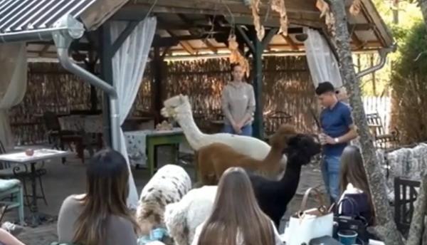 Cafeneaua unde bei cafea printre alpaca. Biletul costă 10 euro