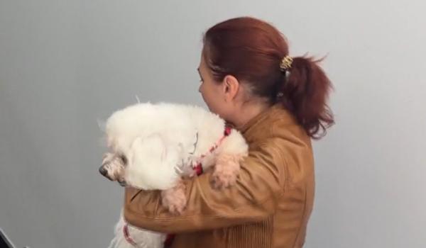Cu animalul la birou. 63% dintre români şi-ar schimba jobul pentru un loc pet-friendly