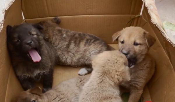 Cât trebuie să pui deoparte după ce adopți un animal. Cheltuielile lunare pot ajunge la 700 de lei