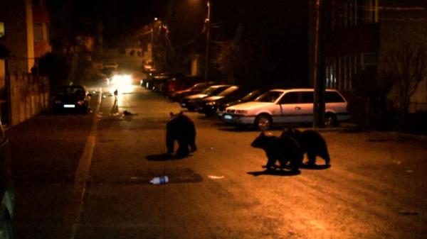 Începe vânătoarea de urşi, după ce cota a fost dublată prin lege. "Nu mai avem siguranţă pe străzi"