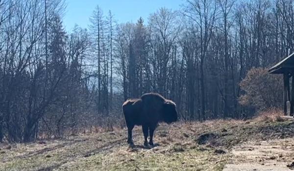 Zimbru, găsit decapitat în Bistrița-Năsăud. Animalul protejat de lege ar fi căzut prada braconierilor