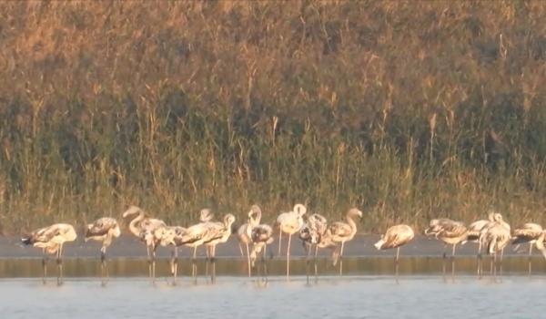 Locul din România unde au apărut peste 100 de flamingo. Păsările au poposit în drumul spre țările calde