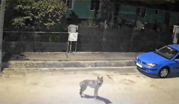 Cum poţi fi despăgubit dacă animalele sălbatice îţi distrug gospodăria. Primul pas pe care trebuie să-l faci