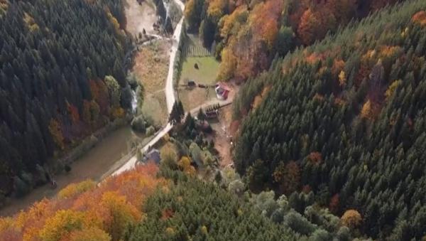 Pădurea din România care pare pictată în două culori. Povestea ei a început acum 50 de ani