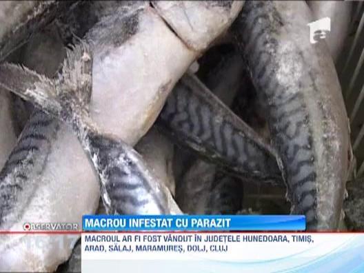 UPDATE Macrou contaminat cu o substanta periculoasa, scos la vanzare in mai multe judete din tara