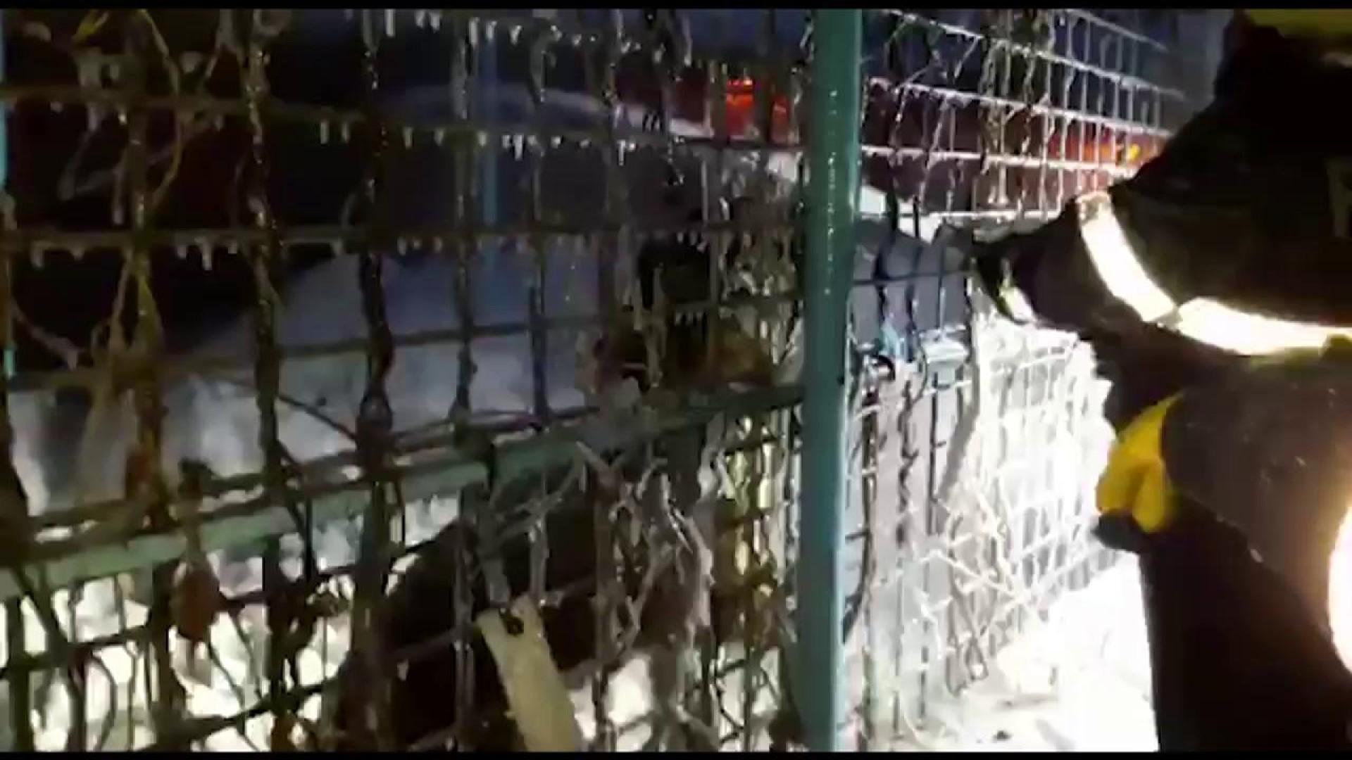 EMOŢIONANT! Reacţia unui TIGRU de la Circul Globus, în faţa flăcărilor în care au pierit 11 biete animale