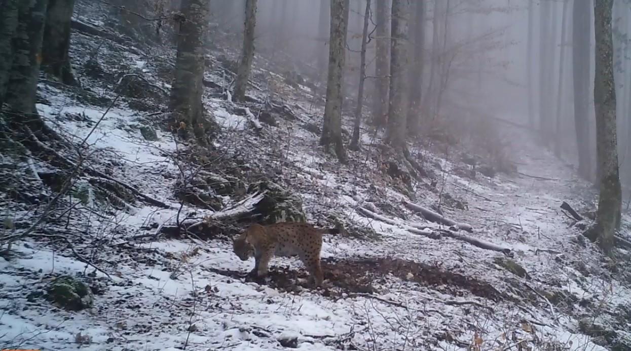 Spectacolul României sălbatice: un animal extrem de rar a fost filmat în Cheile Caraşului (VIDEO)