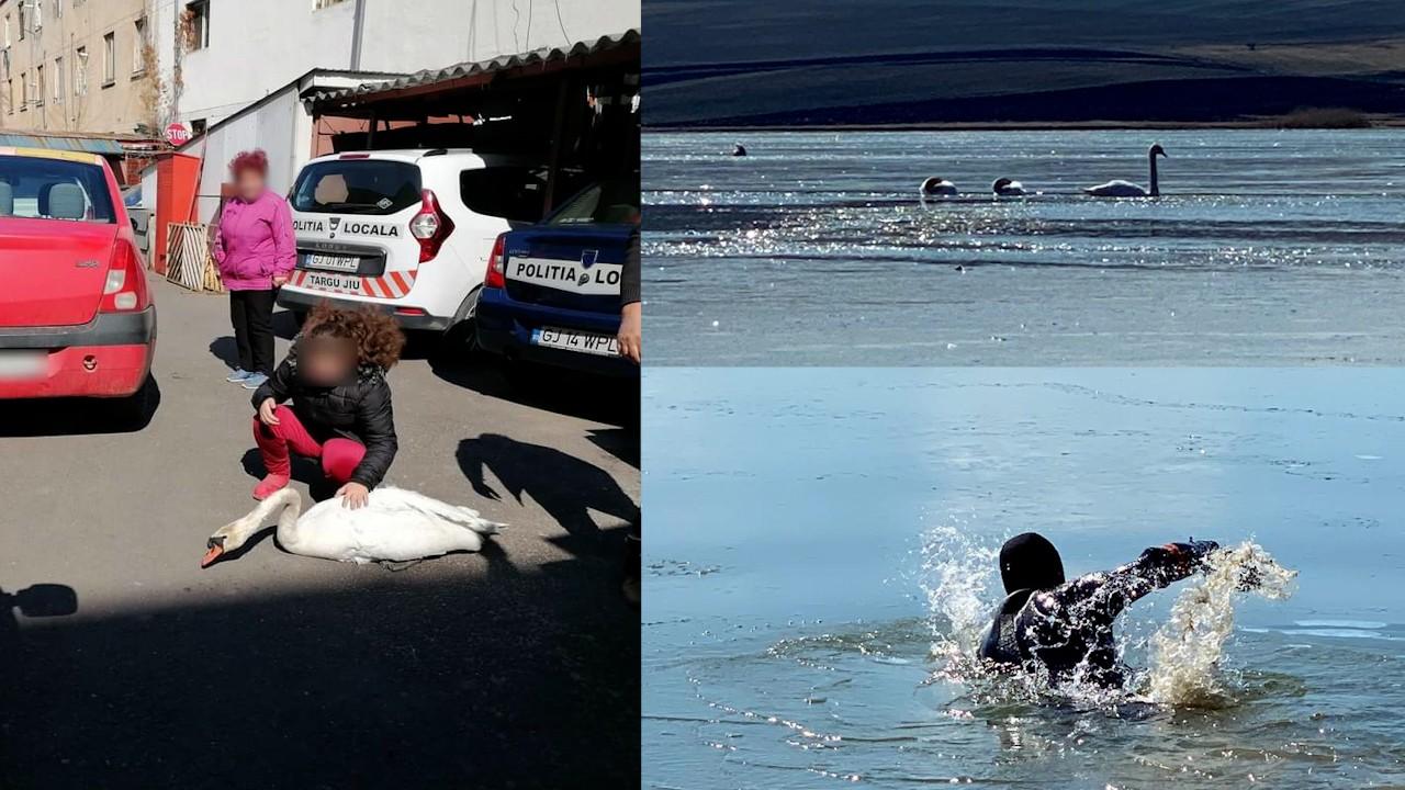 Lebede prinse în gheață, salvate de la moarte de scafandrii din Iași