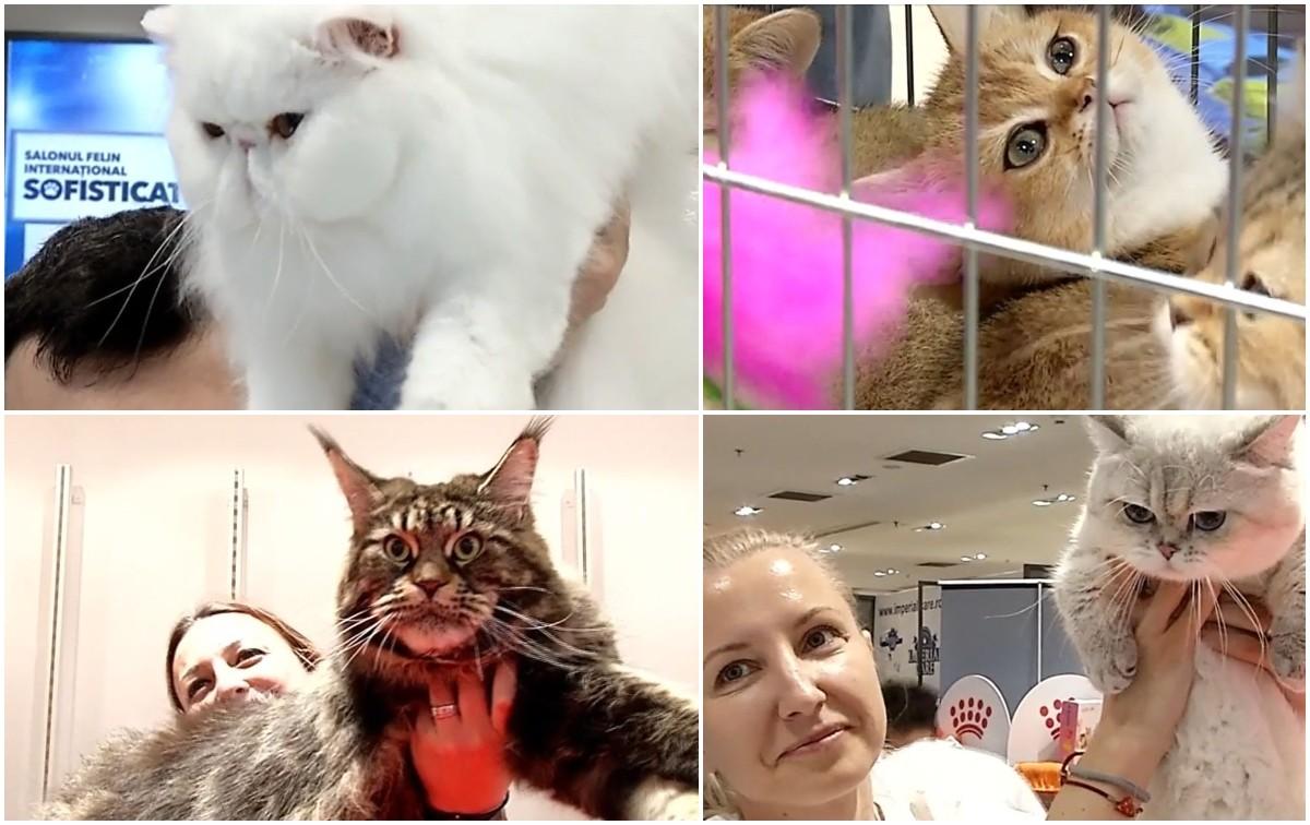 150 dintre cele mai graţioase şi mai frumoase pisici din întreaga lume şi-au dat concursul la Salonul Felin Internaţional Bucureşti