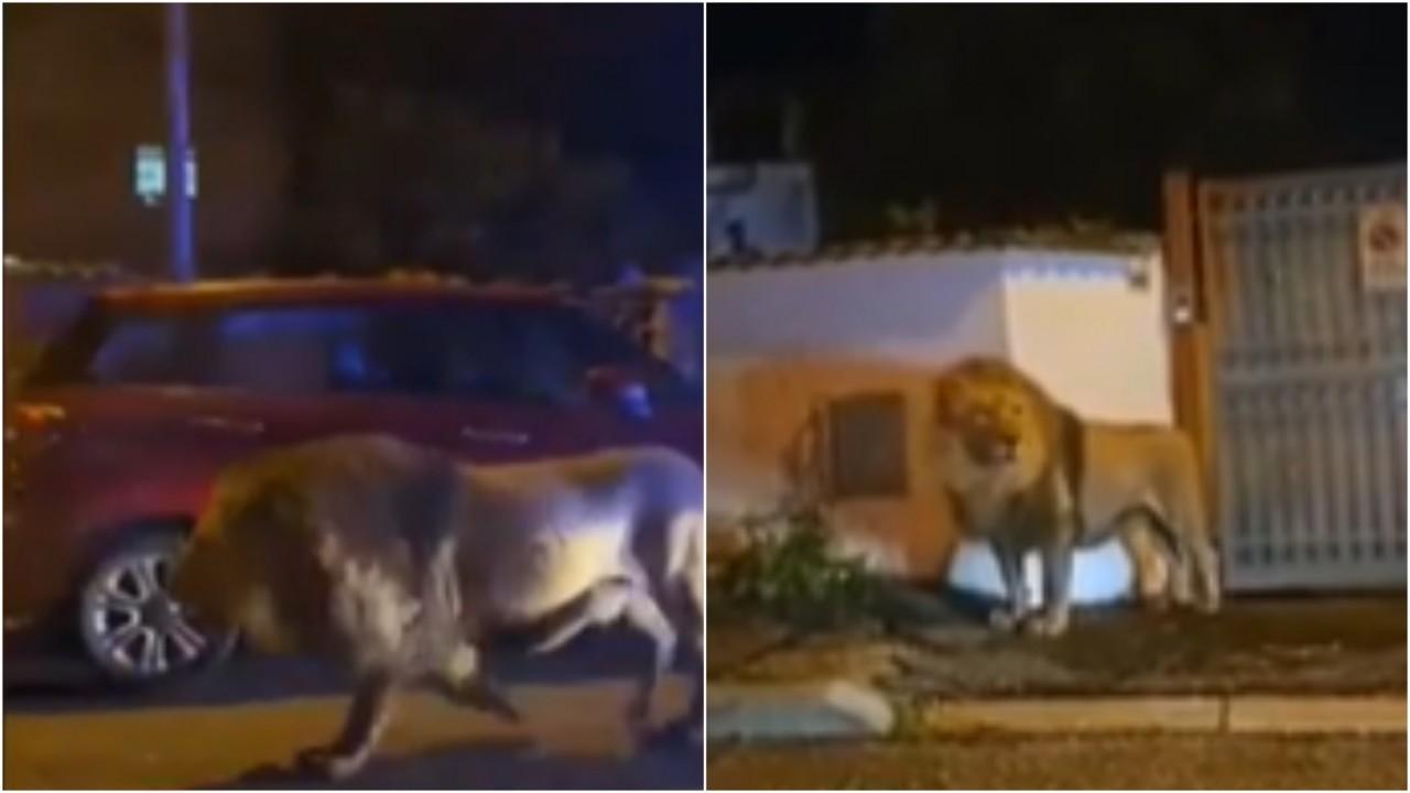 Un leone ha seminato il panico in Italia dopo essere scappato dal circo e aver vagato per le strade per 7 ore.  Le autorità gli hanno sparato due volte con un tranquillante