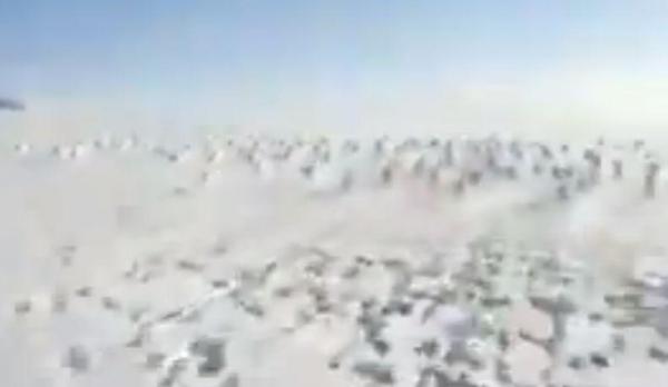 VIDEO DE SENZAŢIE! Peste o mie de iepuri fugăriţi de un snowmobil!