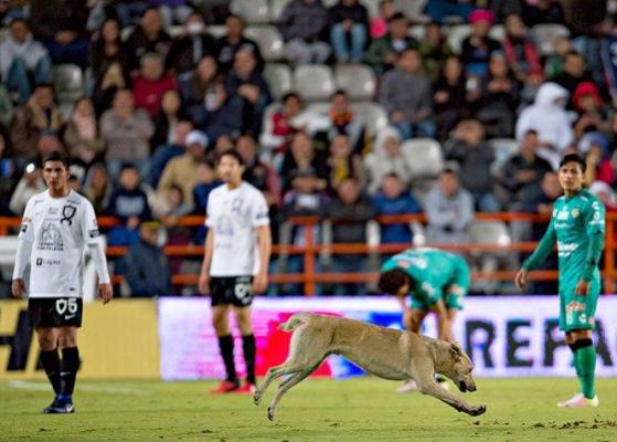 Partidă de fotbal de cascadorii râsului, în Mexic. Meciul a fost întrerupt de două ori: o dată de un câine, apoi de o pisică (VIDEO)