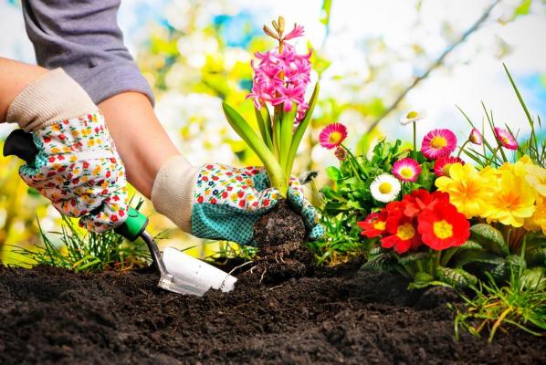 Cele mai profitabile 5 plante pe care le poți cultiva din primăvară