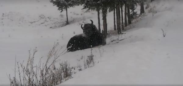 Imagini splendide din România sălbatică! Priviţi acest zimbru, filmat când se joacă în zăpadă, într-un parc natural din Neamţ! (VIDEO)