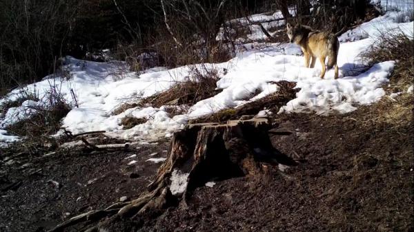 Imagini splendide din România sălbatică: cum reacţionează o lupoaică în faţa unei camere video