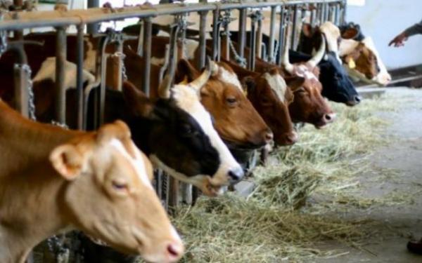 ALERTĂ. Sute de vaci bolnave de TBC au fost sacrificate de la începutul anului, în România