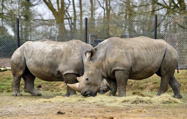 Un rinocer îşi caută parteneră pe... un site de întâlniri: "Nu vreau să fiu prea direct, dar soarta speciei mele depinde de mine"