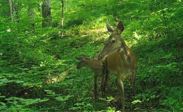 Imagini spectaculoase din România sălbatică! Parcă ar fi Bambi: un pui de căprioară zburdă în compania mamei