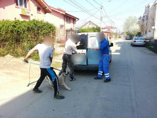 Un tânăr din Constanţa a fost REŢINUT după ce a atacat maşina unei firme de ecarisaj şi a eliberat câinii!