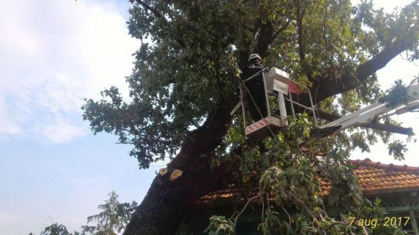 Stejar de 150 de ani, PRĂBUŞIT peste o casă, în timpul unei FURTUNI VIOLENTE! Ce se întâmplă acum cu proprietarii locuinţei DISTRUSE