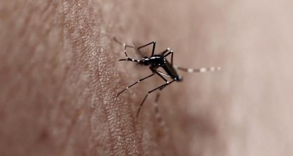Al doilea caz de infecţie cu virusul West Nile în Buzău! Este vorba despre un elev în vârstă de 17 ani