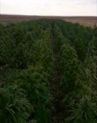 Plantaţie IMPRESIONANTĂ de cannabis, găsită de autorităţi într-un sat din Mehedinţi. Au fost confiscate TONE DE STUPEFIANTE | VIDEO cu captura