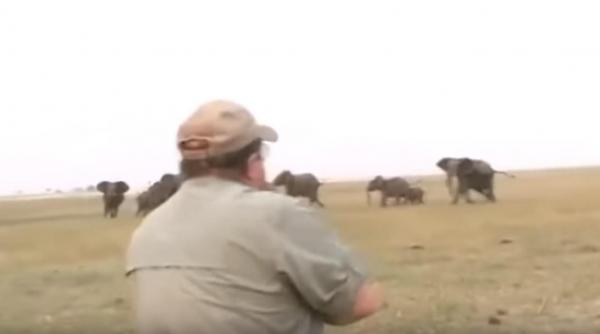 O turmă de elefanți ripostează curajos, după ce unul dintre ei a fost împușcat de vânători
