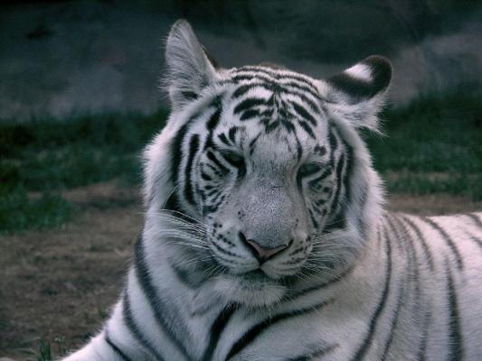 Tigru alb ucide un îngrijitor, familia cere să nu fie eutanasiat animalul: "Oameni sunt destui. Tigri albi au mai rămas câțiva"