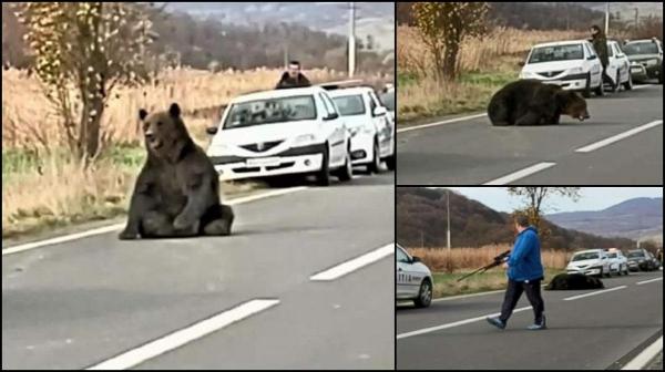 Mesaj de revoltă în cazul ursului împuşcat în faţa oamenilor, după ce a fost lăsat să agonizeze 16 ore pe şosea (Video)