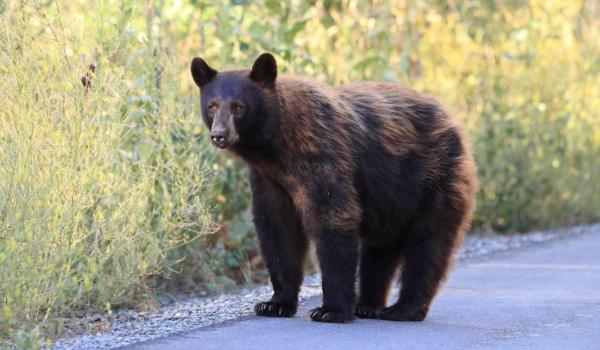 Urs lovit de maşină în Covasna, tranchilizat şi dus în Rezervaţia Zărneşti