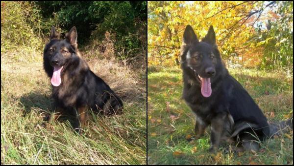 Femeie dispărută din Neamț, găsită cu ajutorul câinelui polițist Tad