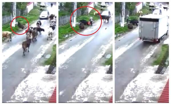 Animale electrocutate în Dâmboviţa, pe stradă, după ce un fir de înaltă tensiune a fost lăsat neizolat (Video)