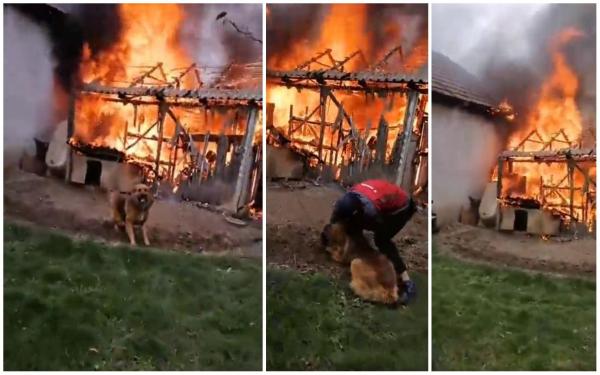 Câine salvat dintr-un incendiu, în Sălaj. Patrupedul era ținut în lanț, lângă cușca cuprinsă de flăcări