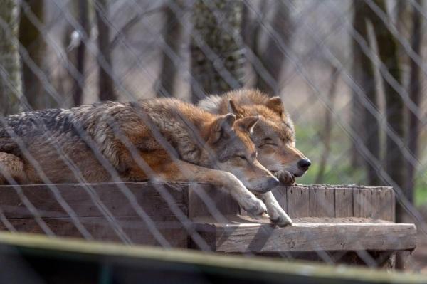 Grădina Zoologică din Copenhaga a ucis trei lupi care încurcau planurile de modernizare