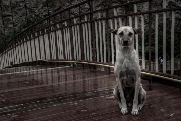 Un câine şi-a aşteptat stăpânul patru zile pe un pod, după ce l-a privit cum se sinucide