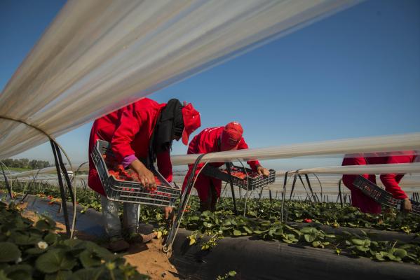 Spania construiește o tabără specială pentru „căpșunari”, după acuzele de sclavie