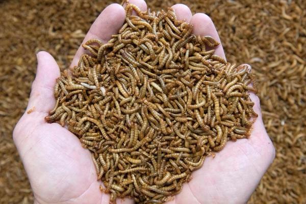 Larva de gândac (mealworm), aprobată în UE ca hrană pentru om. Viermele e bogat în proteine, grăsimi și fibre