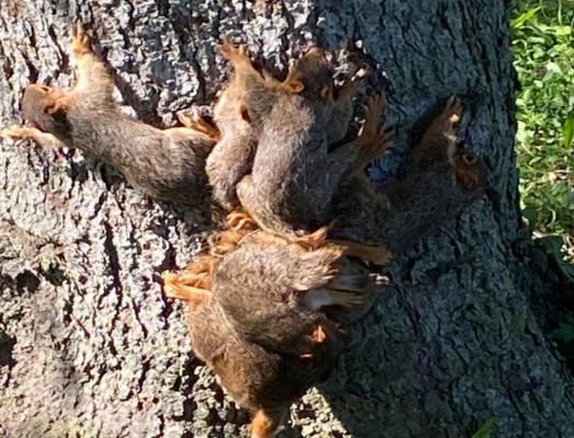7 pui de veveriţă, găsiți cu cozile înnodate la baza unui copac. Misiune inedită pentru polițiștii din SUA