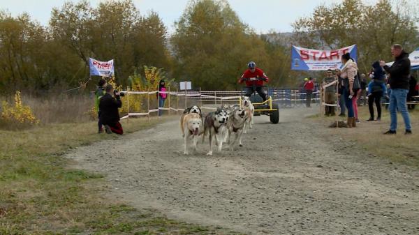 Prima ediţie a competiţiei de atelaj canin, la Târgu Mureş. Care este cea mai extravagantă rasă de câine