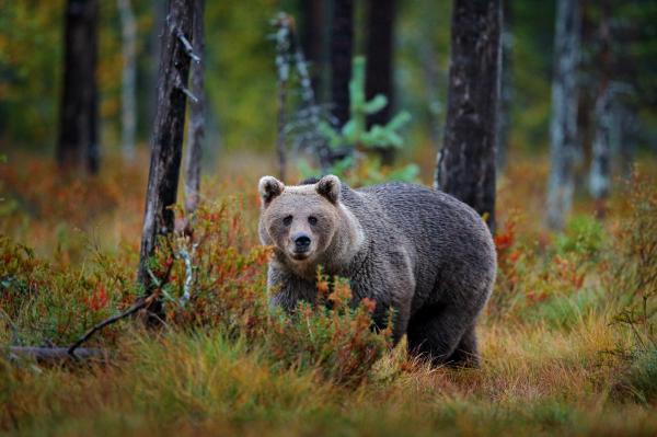 Urșii considerați "periculoși" vor putea fi uciși și în afara orașelor. Deputaţii au aprobat legea