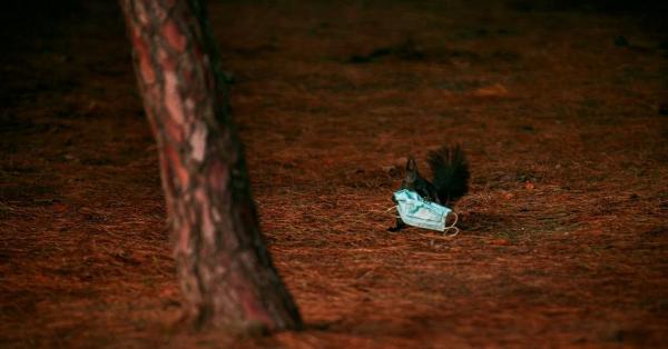Un român a realizat fotografia pandemiei: a surprins o veveriţă cu o mască de protecţie