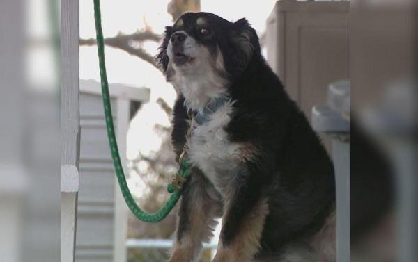 Lulu, câinele care a moștenit 5 milioane de dolari după moartea stăpânului său, în SUA