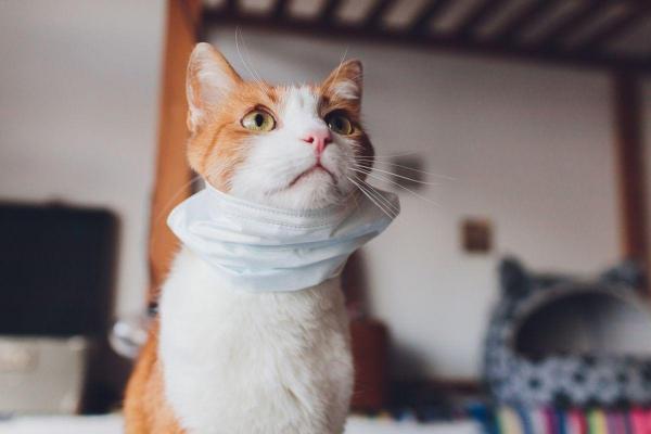 O pisică cu mască de protecție la gât, așteaptă tratamentul la medicul veterinar